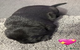 Labrador Retriever dogs for sale: Beautiful lab puppies looking forever homes ❤️ - Advert 2