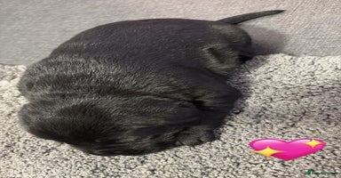 Labrador Retriever dogs Beautiful lab puppies looking forever homes ❤️ - Advert 11
