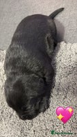 Labrador Retriever dogs Beautiful lab puppies looking forever homes ❤️ - Advert 2
