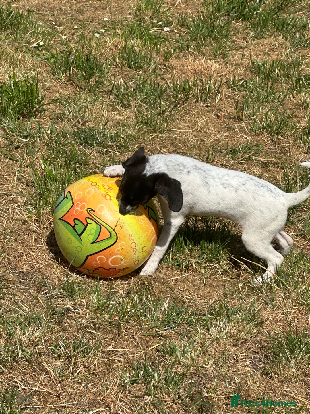 Jack Russell dogs for sale: Jack Russell Girl  - Image 2
