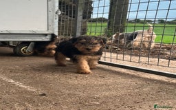 Lakeland Terrier dogs for sale: Lakeland terrier puppies - Image 9