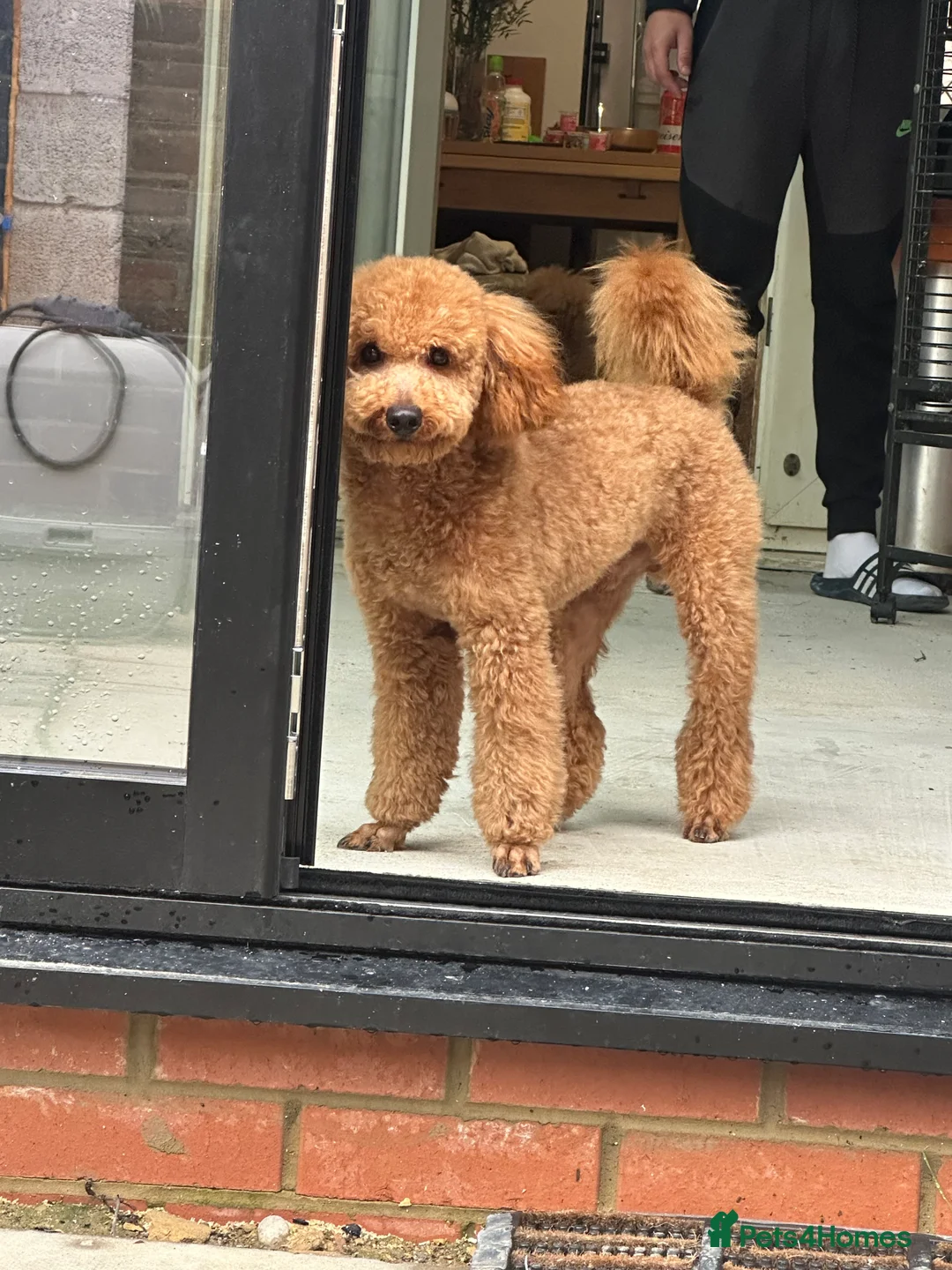 Toy Poodle dogs for stud: Pure Toy Puddle for stud service  - Advert 3