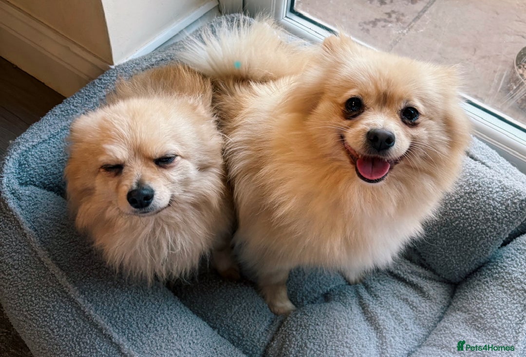 Pomeranian dogs for sale: Pomeranian puppies girl and boy  - Image 12