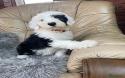 Old English Sheepdog dogs for sale: Kc old English sheep dog puppies  - Image 10