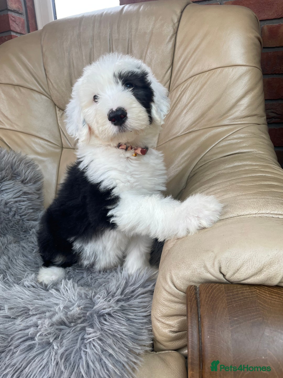 Old English Sheepdog dogs for sale: Kc old English sheep dog puppies  - Image 10