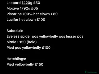 Python Snake reptiles Various Royal Pythons for sale - Advert 1