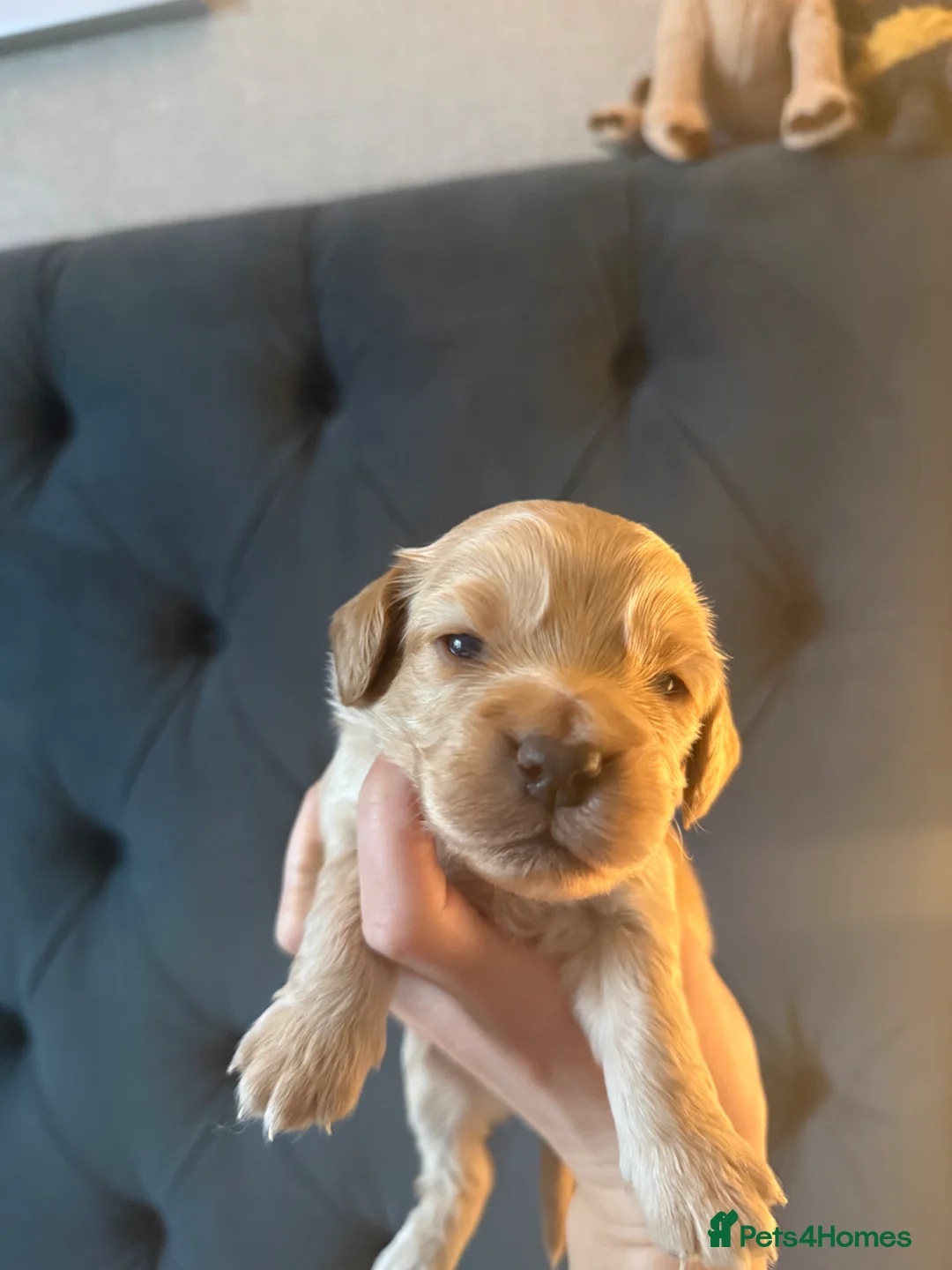 Cockapoo dogs for sale: Cockapoo puppies for sale  - Advert 8