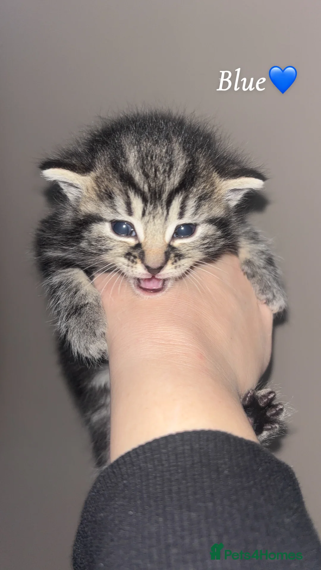 Mixed Breed cats for sale: 1:4 Mainecoon kittens  - Advert 19