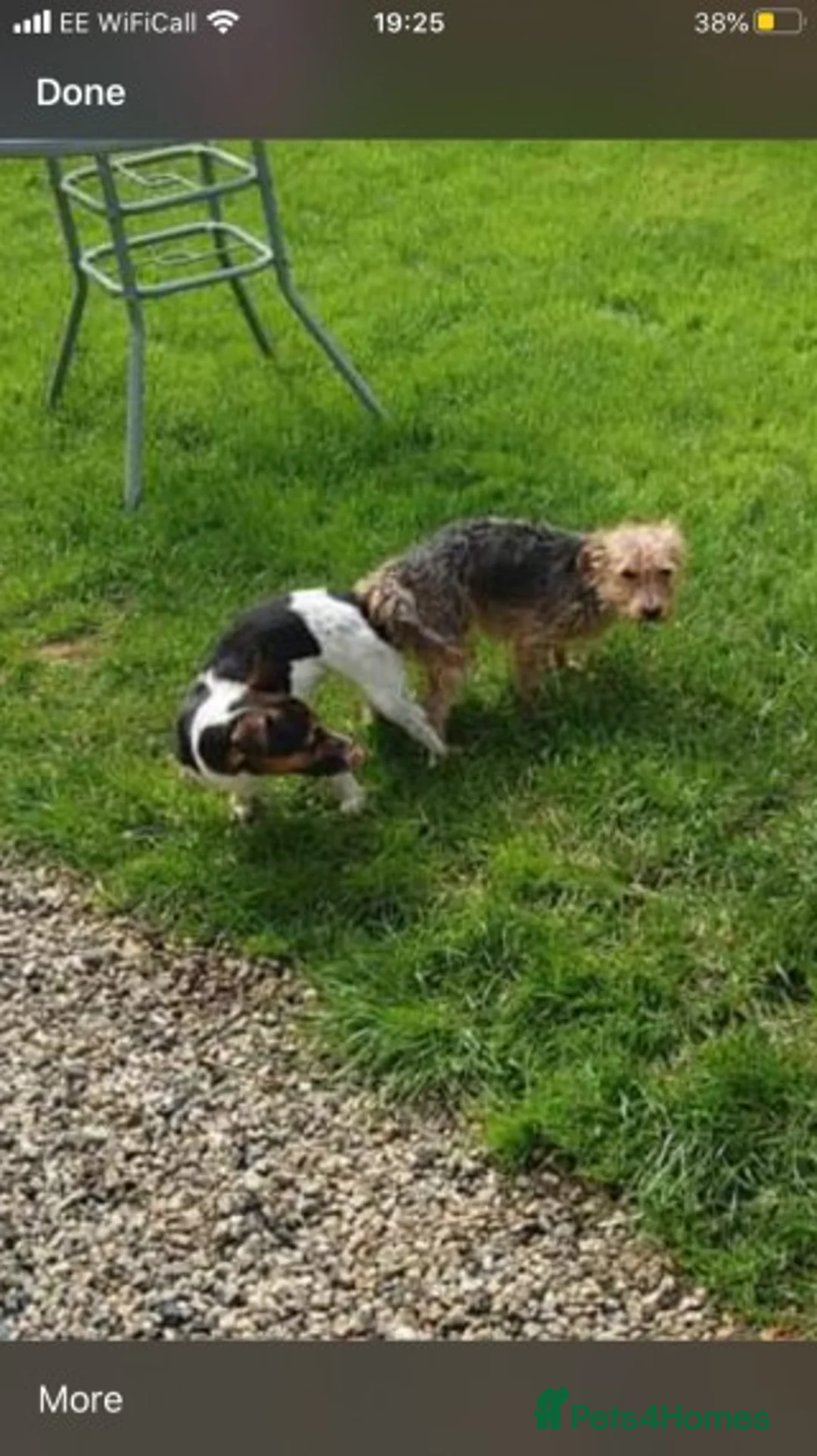 Jack Russell dogs for stud: Proven miniature Jack Russell stud in Winkleigh - Advert 11