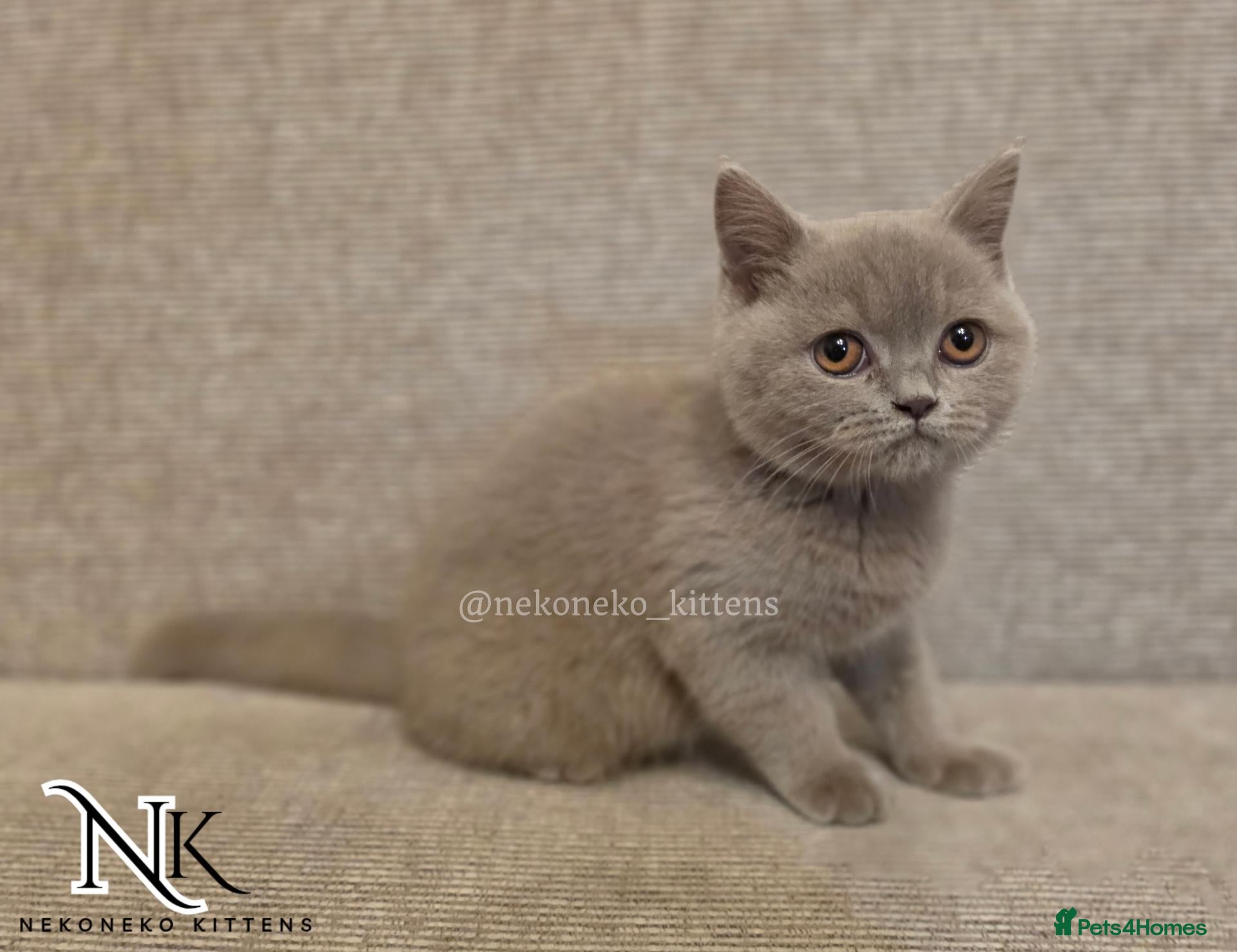 British Shorthair cats UPDATED PICS - GCCF REG BSH KITTENS - Advert 2