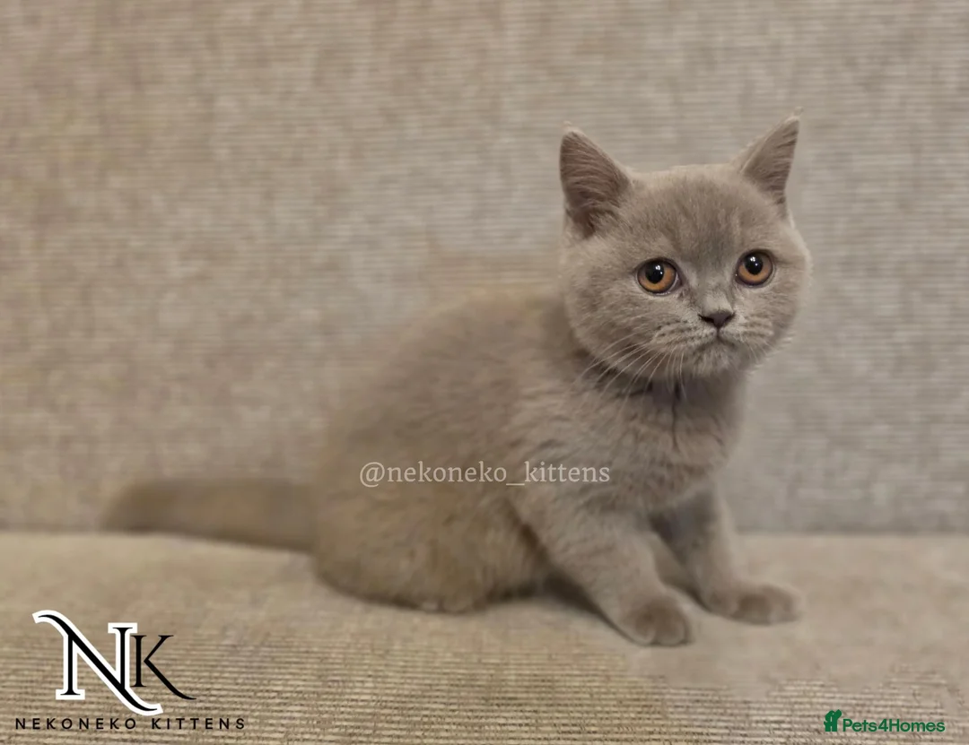 British Shorthair cats for sale: UPDATED PICS - GCCF REG BSH KITTENS - Advert 2