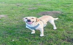 Labrador Retriever dogs for sale: Kc Registered Labradors for sale - Image 5