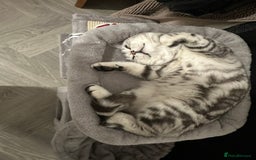 British Shorthair cats for sale: British short hair female xl - Image 4