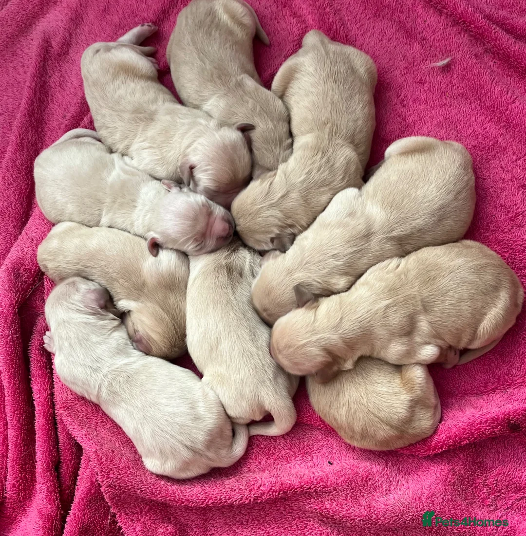 Golden Retriever dogs for sale: Beautiful Golden Retriever puppies in Berkeley - Advert 2
