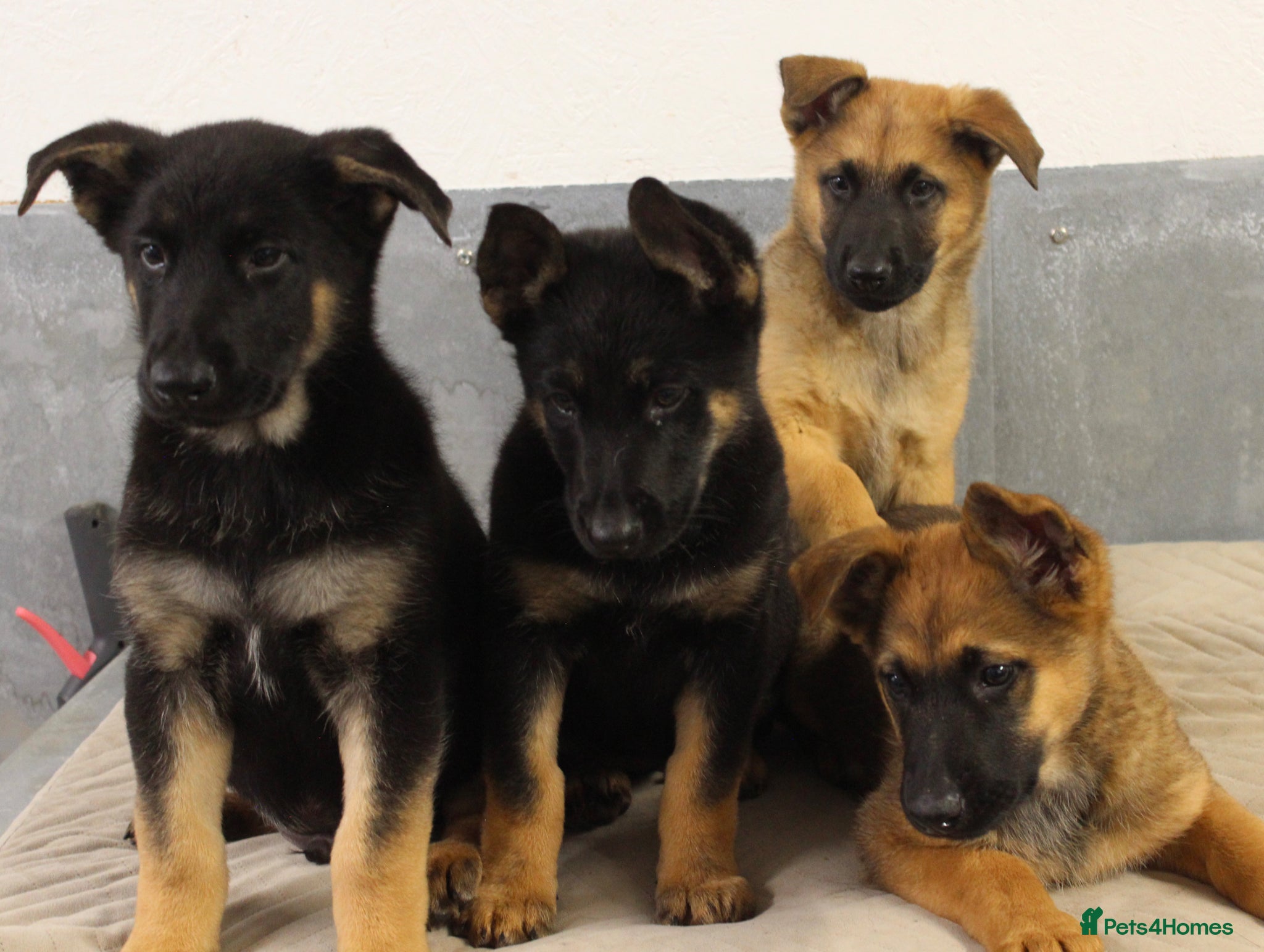 German Shepherd dogs for sale: German Shepherd Puppies  - Advert 3