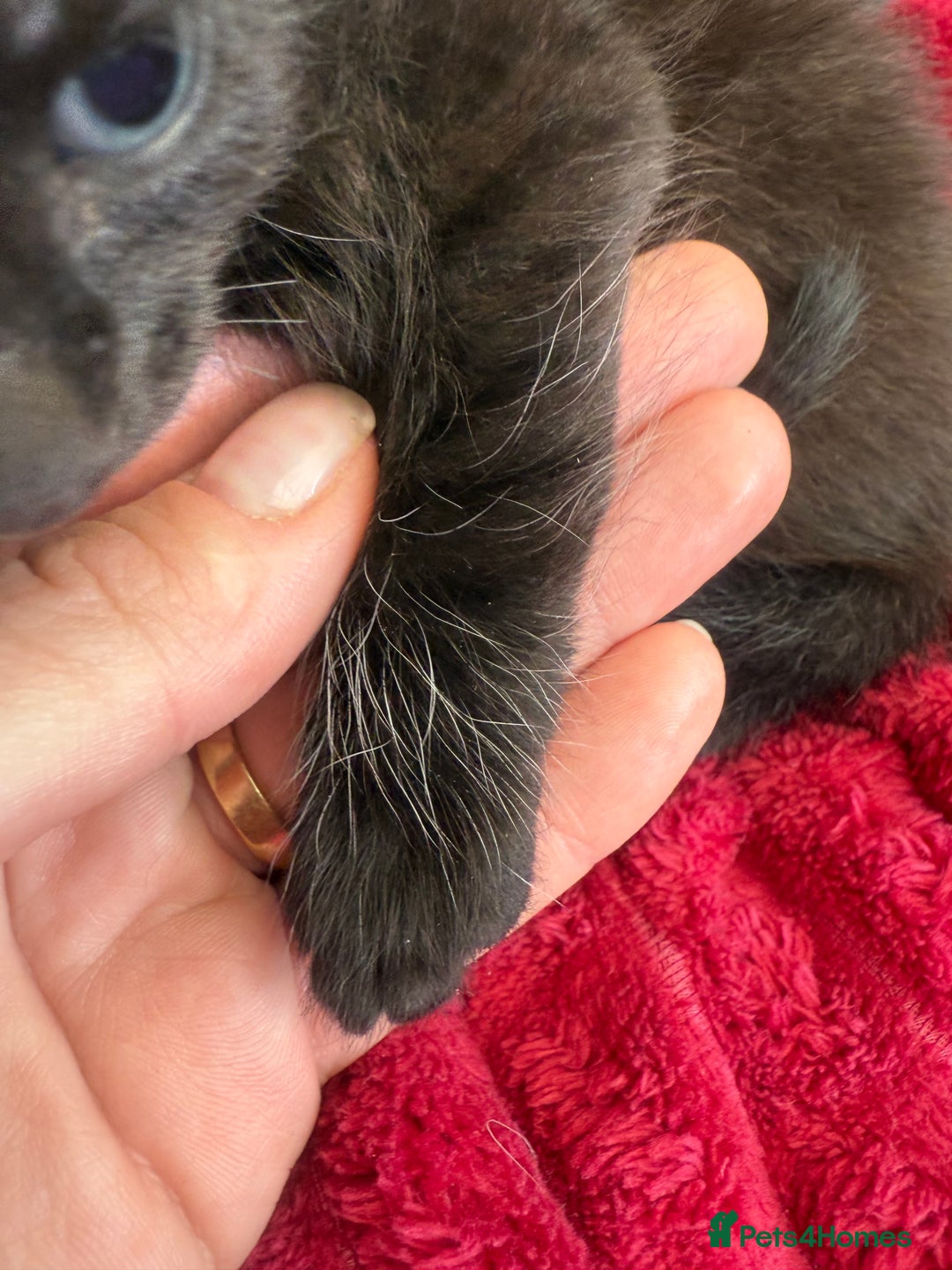 Domestic Shorthair cats for sale: 6 adorable kittens, healthy and playful 😍😻 - Image 14