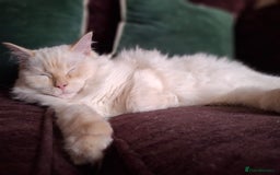 Ragdoll cats for sale: Flame point male ragdoll, Ozzy, aged 1 year - Image 4