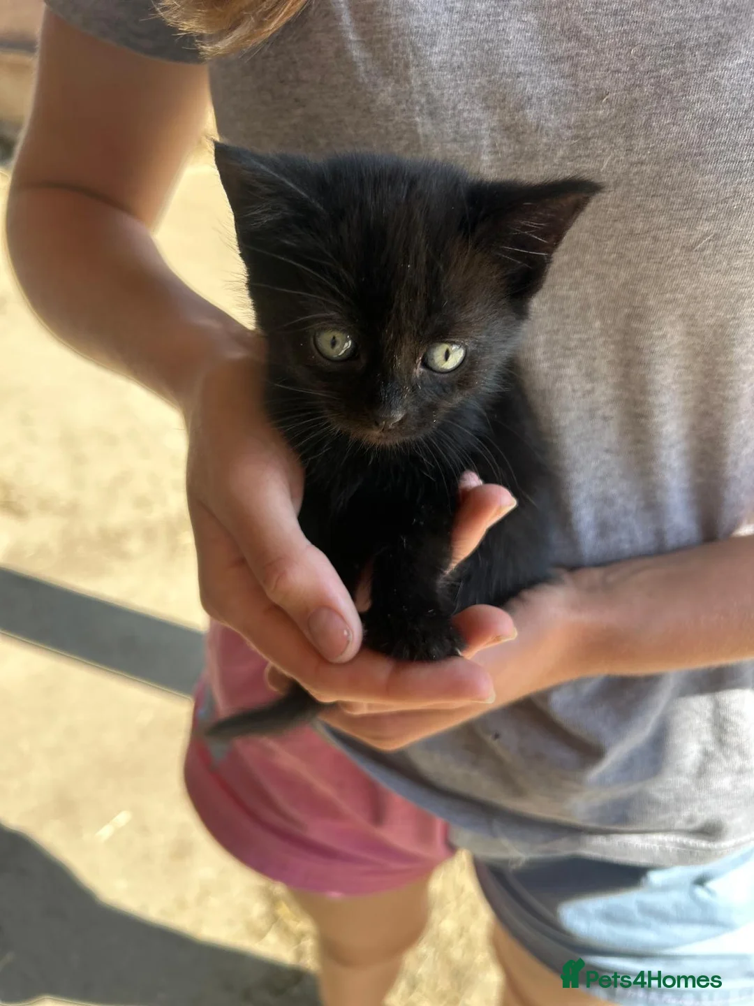 Mixed Breed cats for sale: Kittens for sale  in Melton Mowbray - Advert 4