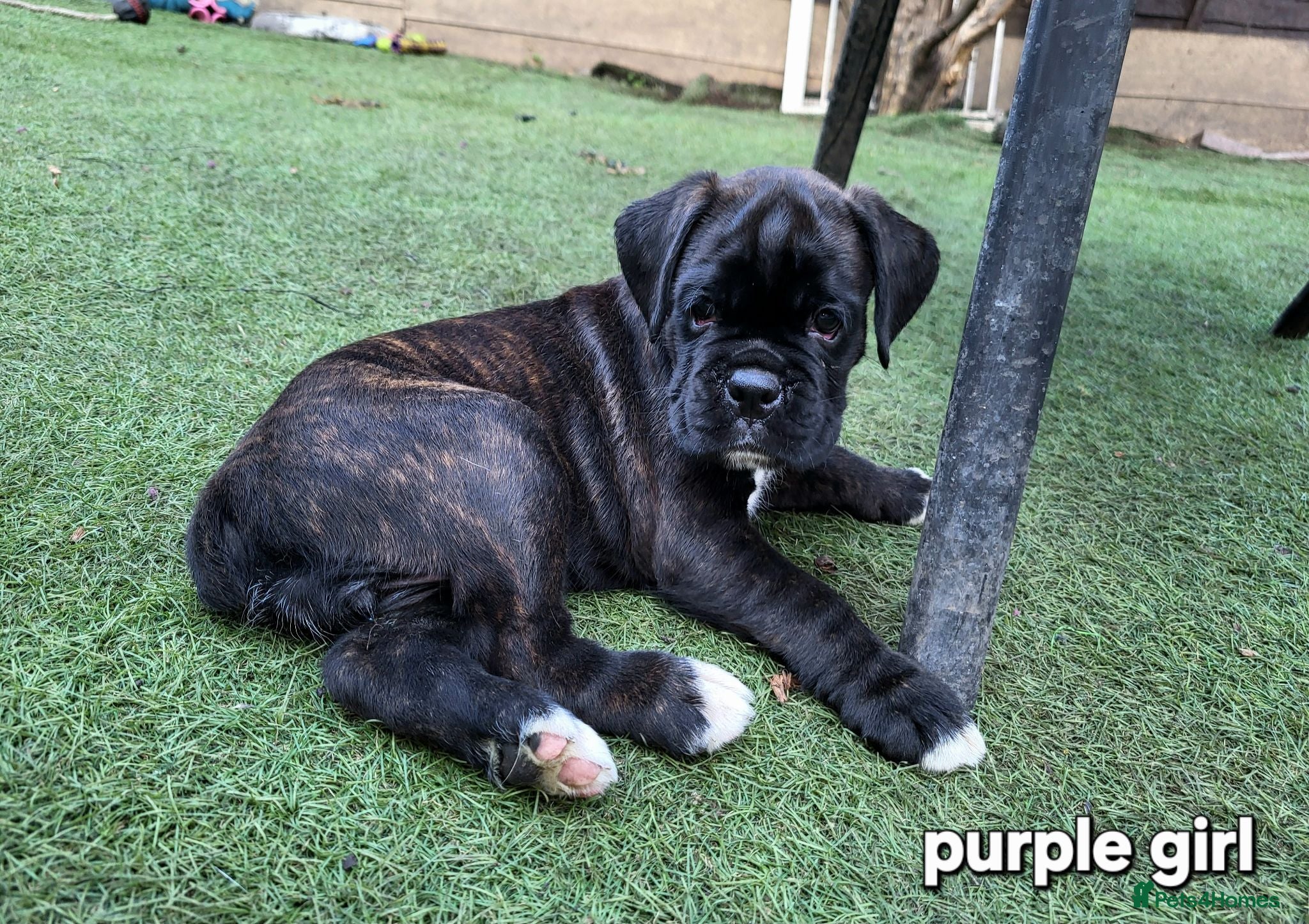 Boxer dogs  Beautiful Bobtail/ tailed boxer puppy - Advert 11