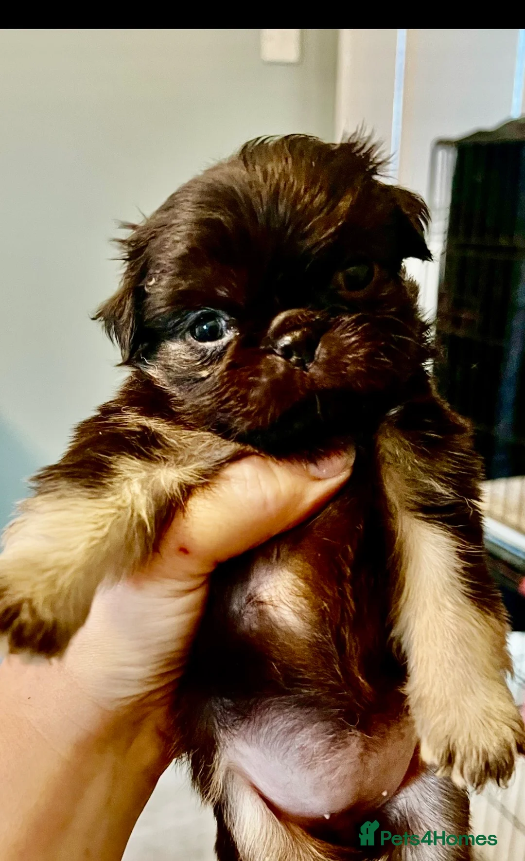 Pug dogs for sale: Kc reg black fluffy pug puppies 4 weeks old  - Advert 2