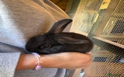 Mini Lop rabbits for sale: Mini lops - Image 7