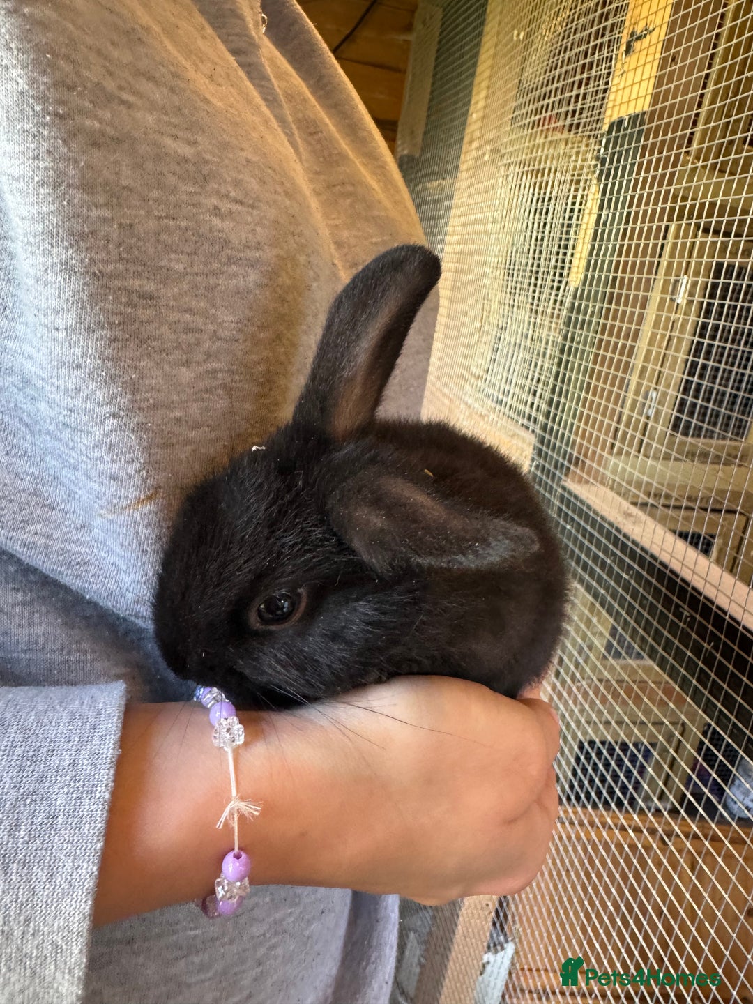 Mini Lop rabbits for sale: Mini lops - Image 7