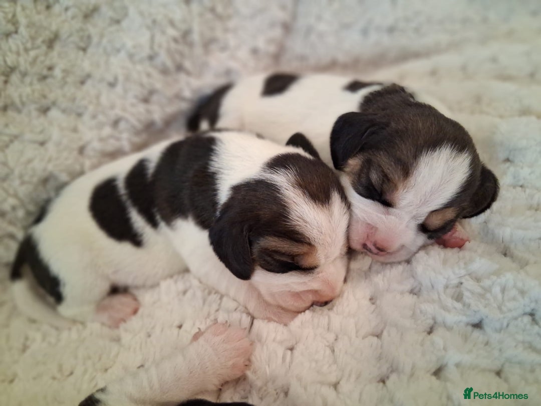 Beagle dogs for sale: KC Registered beagle puppies - Image 4