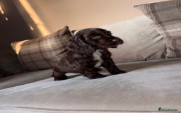 Cocker Spaniel dogs for sale: Cocker spaniel puppies 🐶 - Image 6