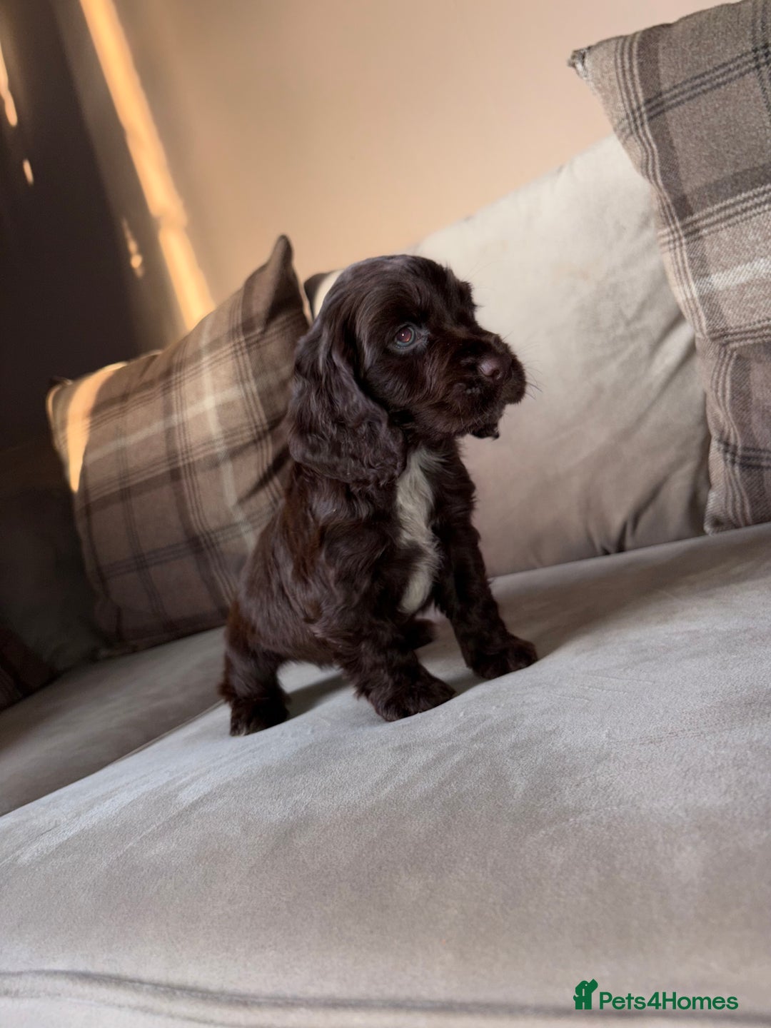 Cocker Spaniel dogs for sale: Cocker spaniel puppies 🐶 - Image 6