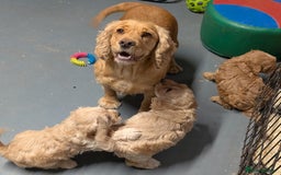 Cockapoo dogs for sale: Beautiful F1 Cockapoo puppies DNA clear - Image 14