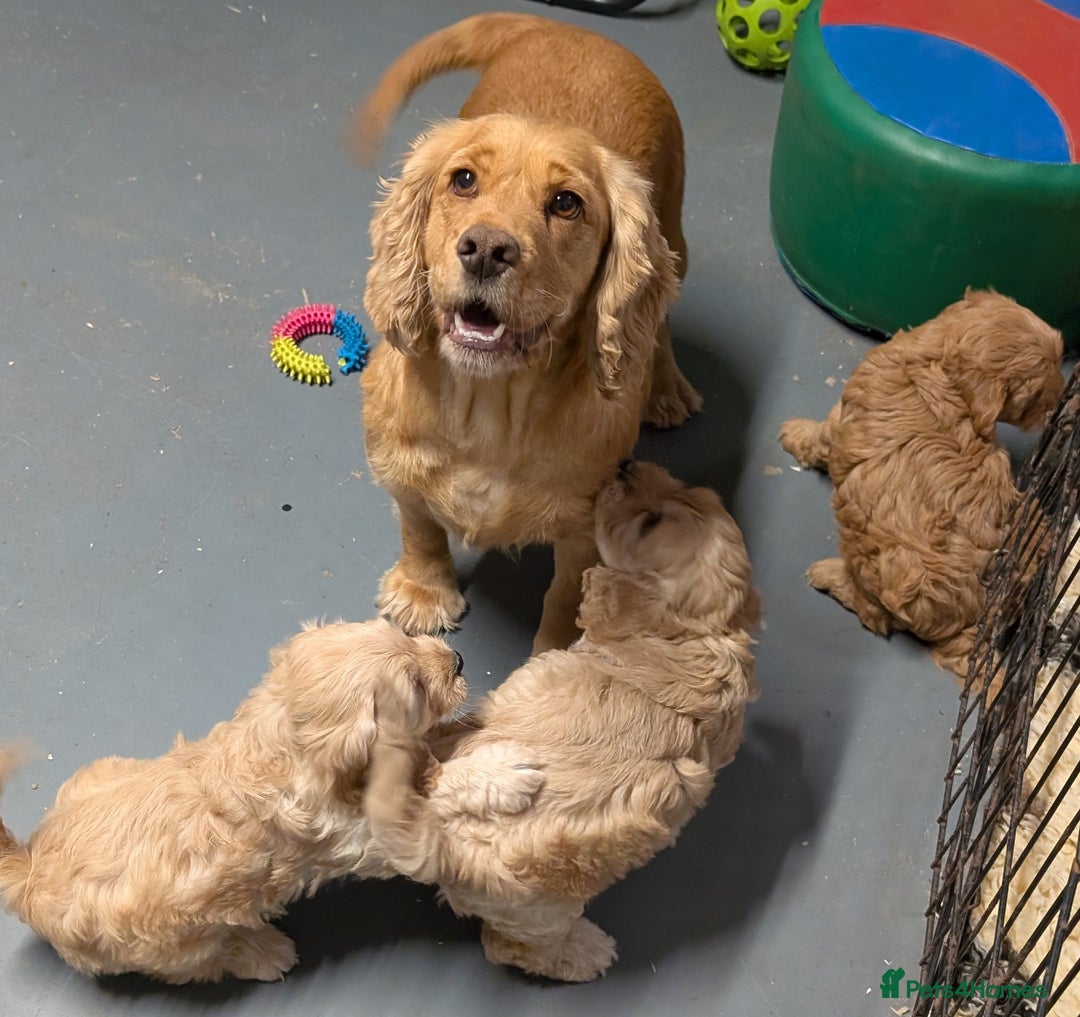 Cockapoo dogs for sale: Beautiful F1 Cockapoo puppies DNA clear - Image 14