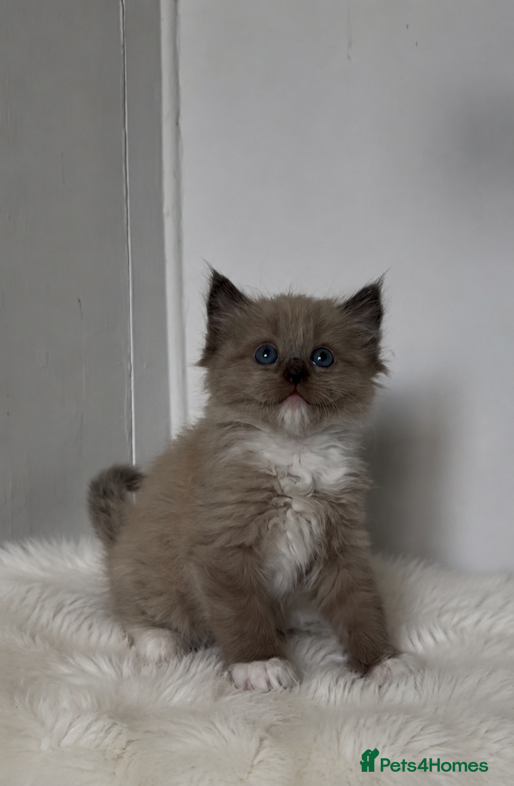 Ragdoll cats Stunning Ragdoll kittens  - Advert 7