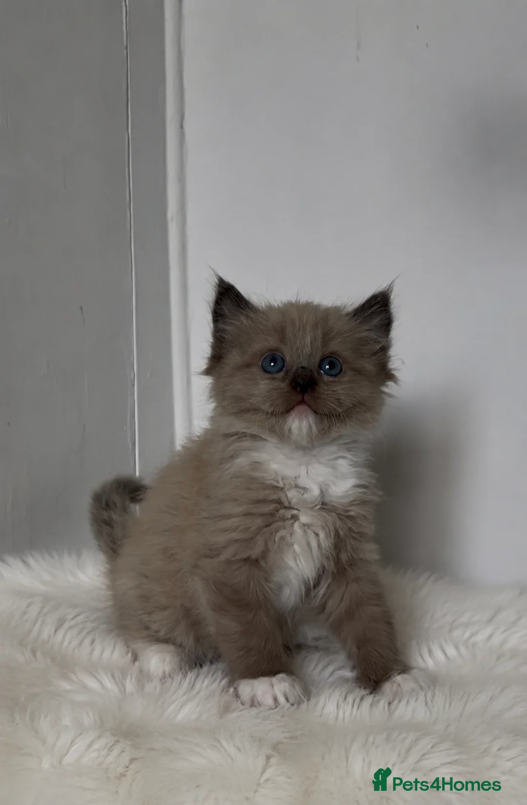 Ragdoll cats for sale: Stunning Ragdoll kittens  - Advert 2