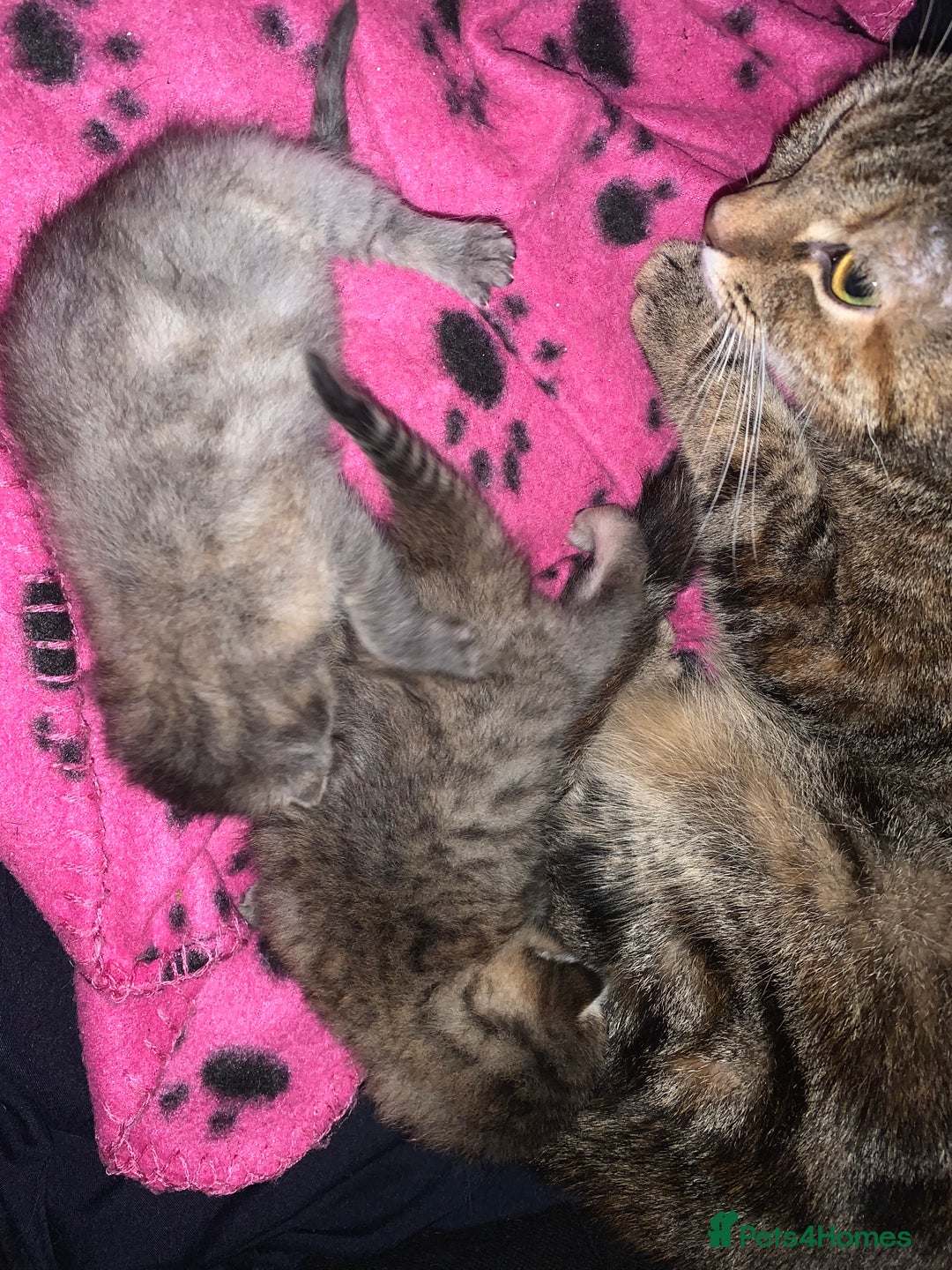 Mixed Breed cats for sale: beautiful kittens grey & ginger tortie and tabby - Advert 16