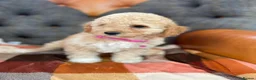 Cavapoo dogs for sale: Beautiful F1 Cavapoo puppies in Aylesford - Advert 12