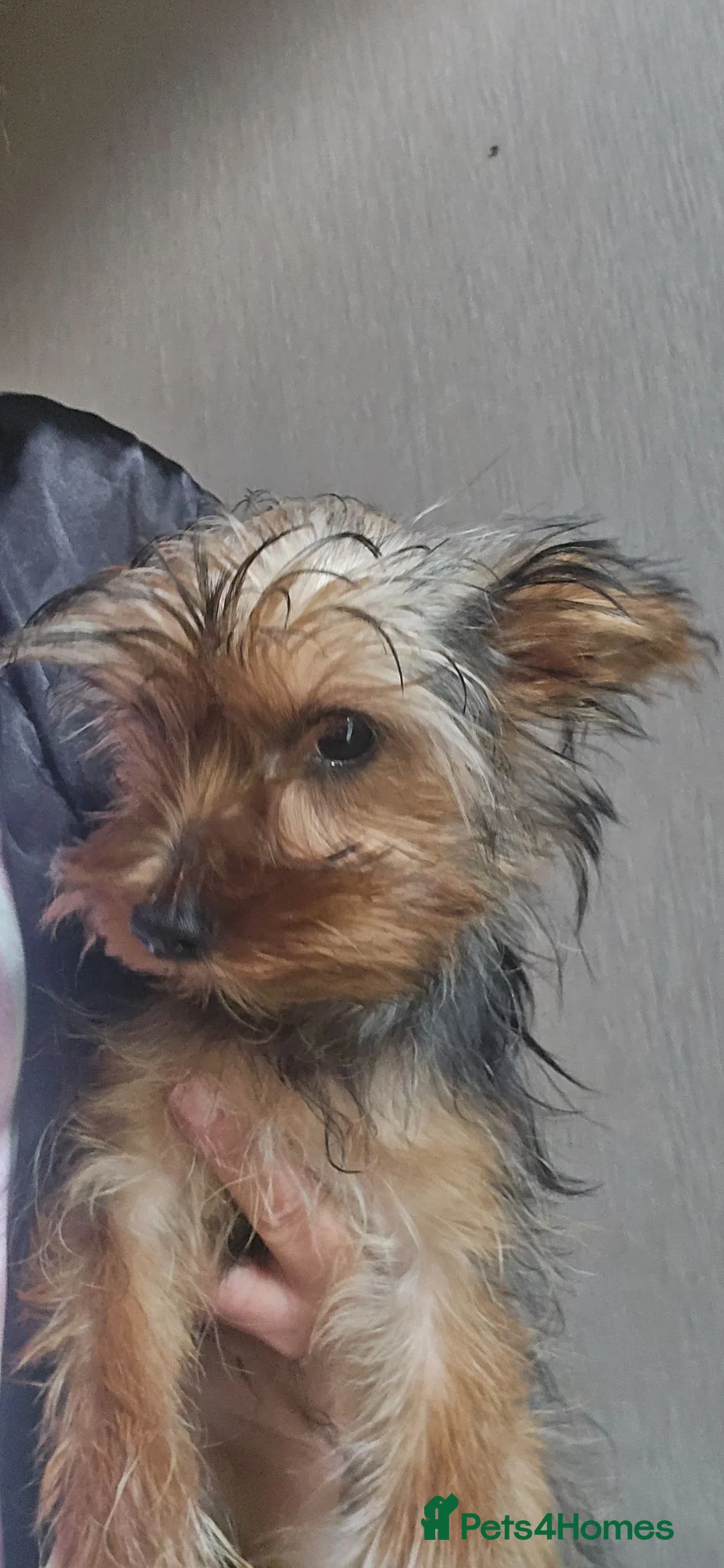 Yorkshire Terrier dogs for sale: My little Yorkies need a forever loving home - Advert 2