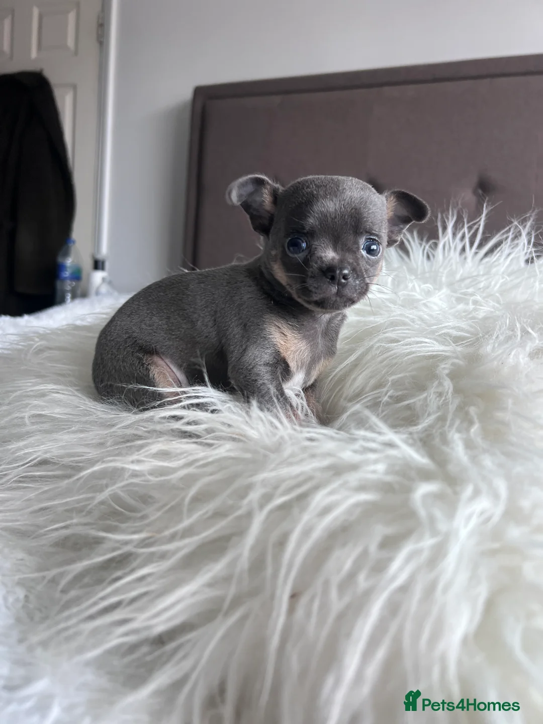 Chihuahua dogs for sale: Short coat chihuahuas available 🐾💓🐶 - Advert 13