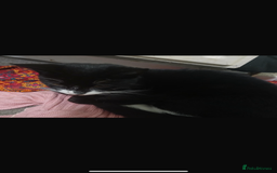 Domestic Shorthair cats for sale: Mixed kitten litter  - Image 3