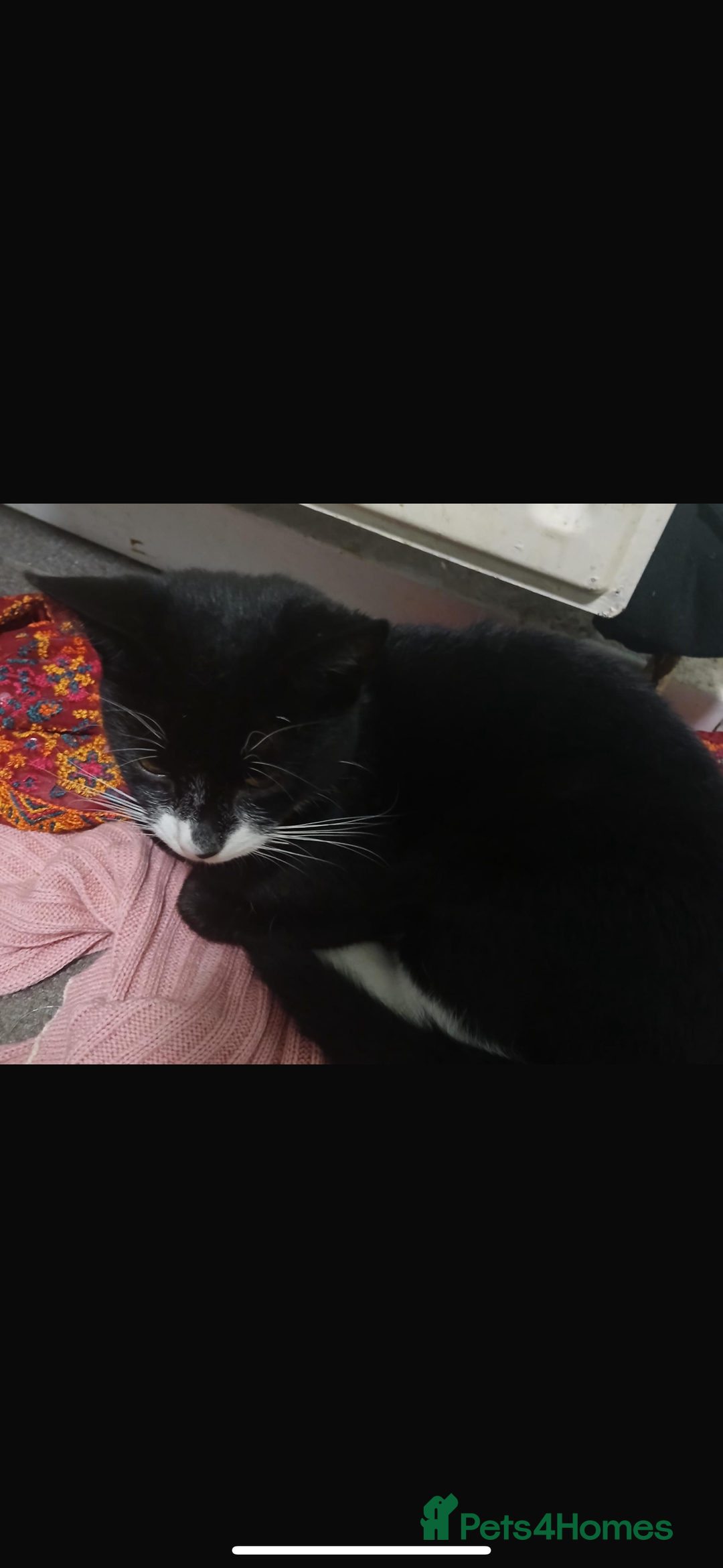 Domestic Shorthair cats for sale: Mixed kitten litter  - Image 3