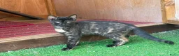 Mixed Breed cats for sale: Maine coon X bengal kitten - Advert 5