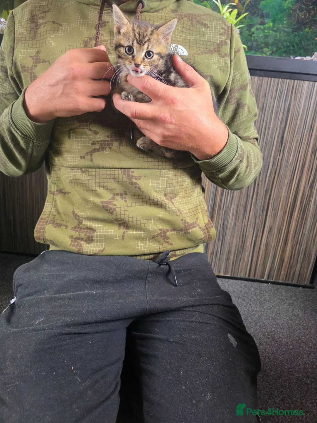 Mixed Breed cats for sale: Kittens  - Advert 10