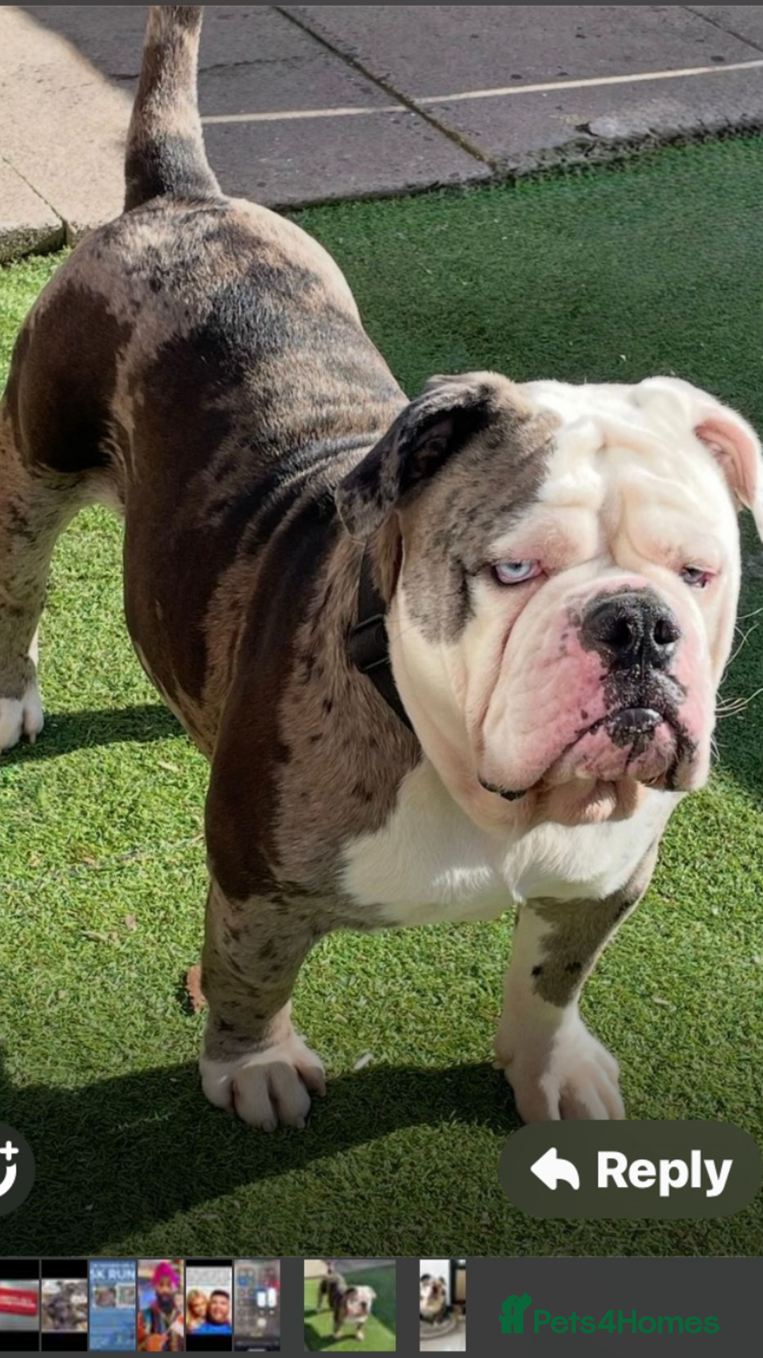 Dorset Olde Tyme Bulldogge dogs for sale: Olde English bulldog pups for sale - Advert 2