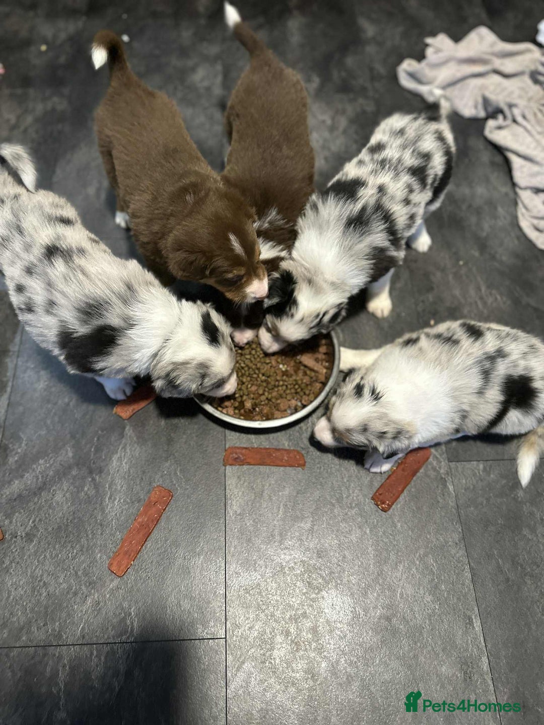 Border Collie dogs for stud:  Snoop - Image 17