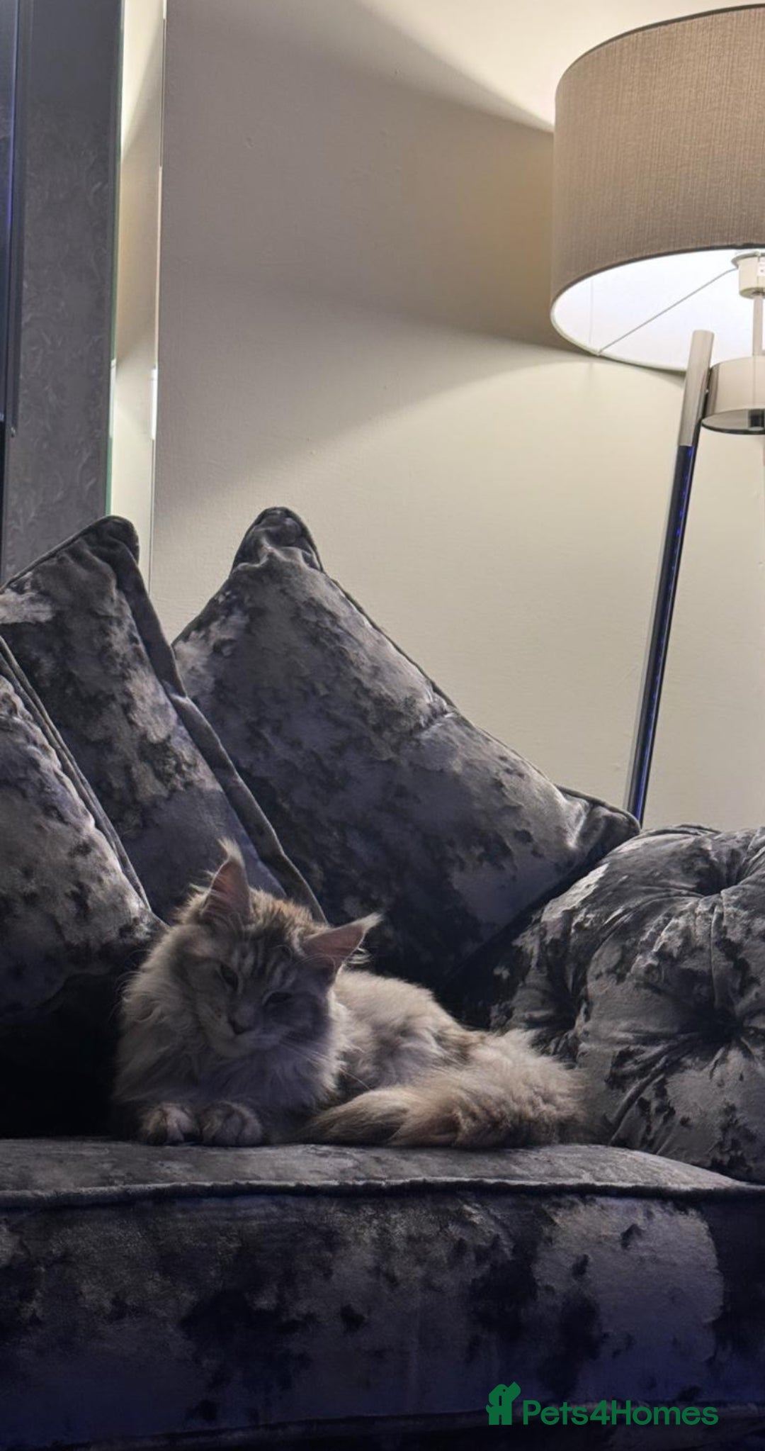 Maine Coon cats for sale: Stunning White Maine Coon Kittens – XXL Bloodline - Advert 5