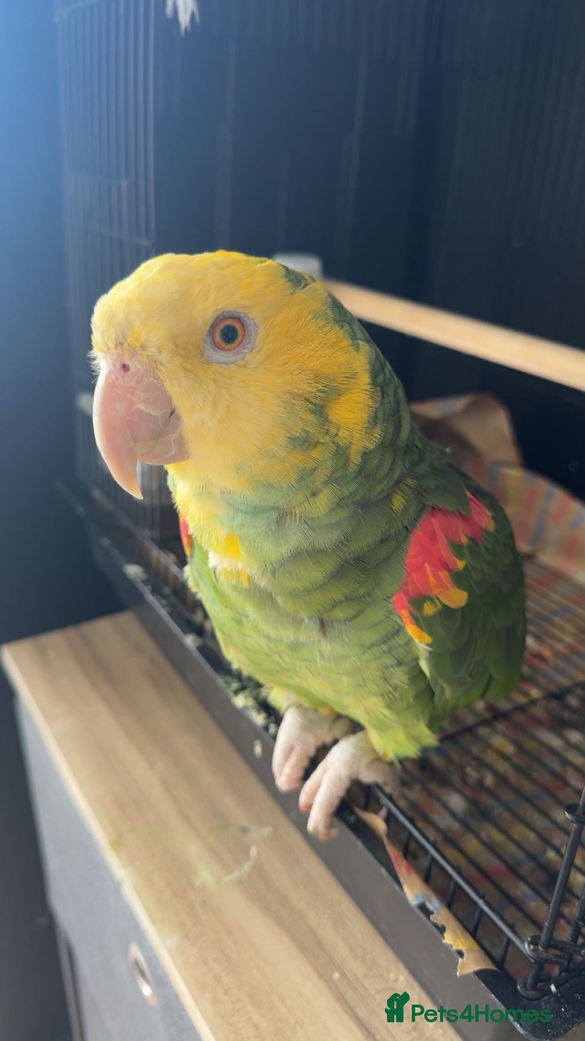 Parrots birds 🦜  Talking Amazon Parrot  - Advert 12