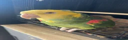 Parrots birds for sale: 🦜  Talking Amazon Parrot  - Advert 1