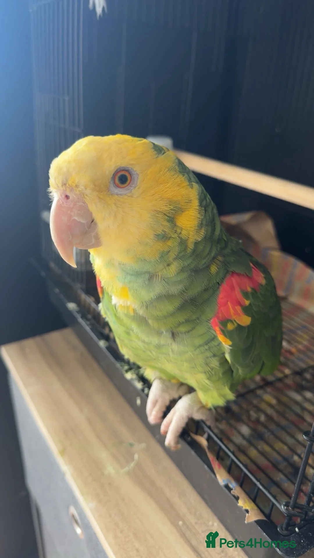 Parrots birds for sale: 🦜  Talking Amazon Parrot  - Advert 1