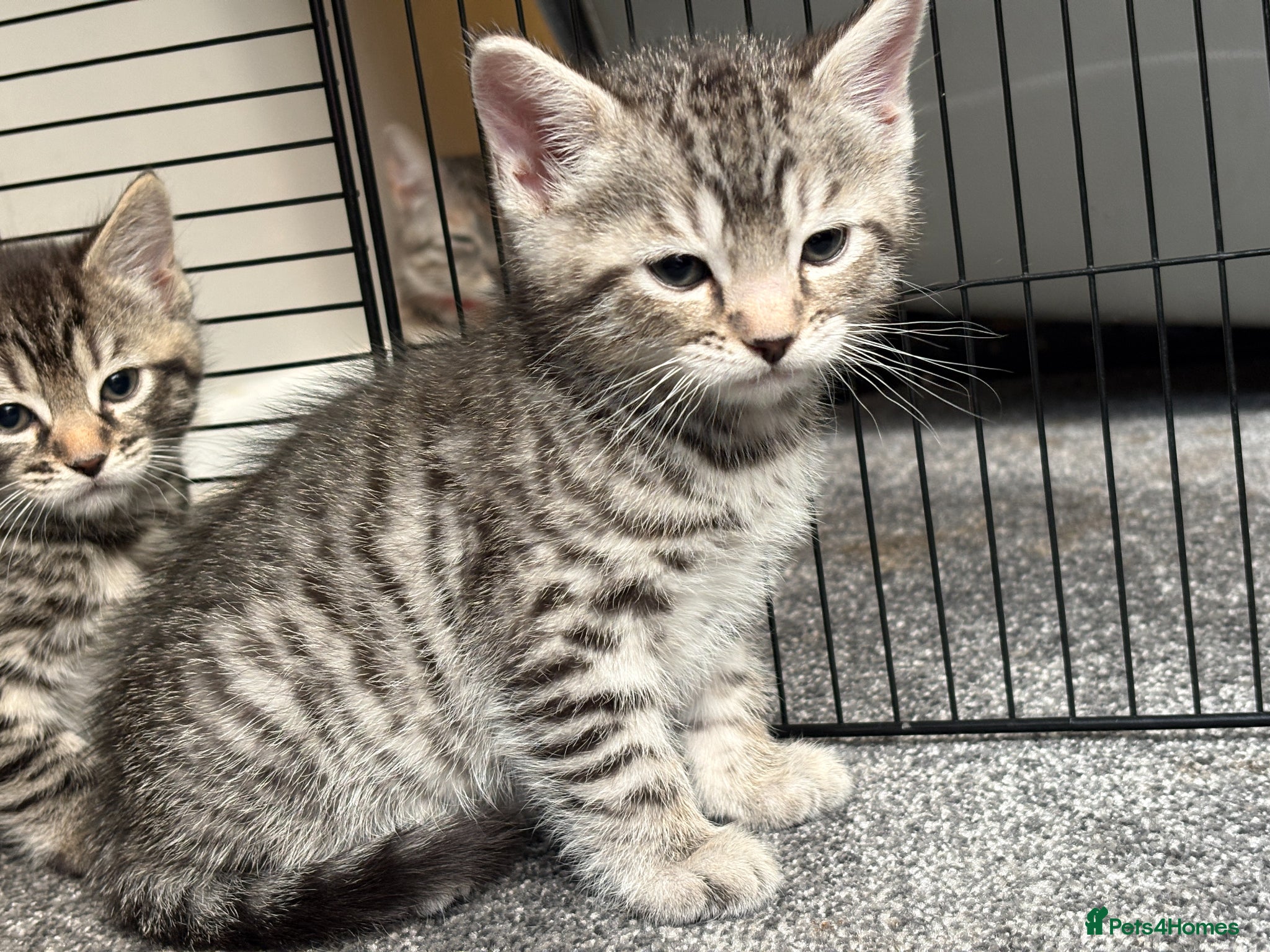 Bengal cats 1 Bengal Cross Kitten - Grey male  - Advert 16