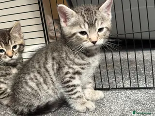 Bengal cats 1 Bengal Cross Kitten - Grey male - Advert 16