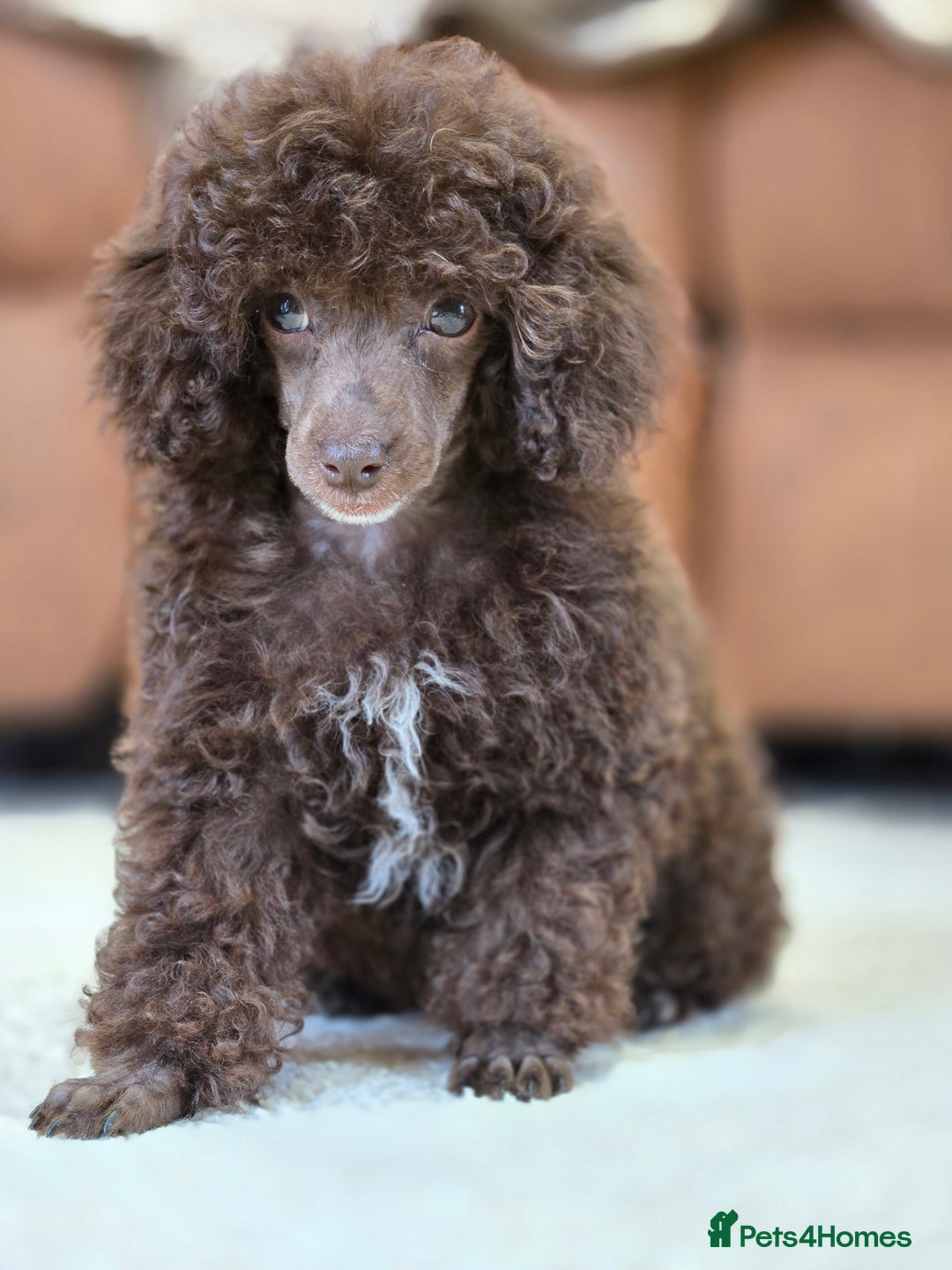 Toy Poodle dogs for sale: Gorgeous Tiny Toy Poodle Pups  - Image 10